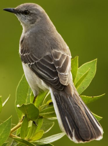 State bird of ar fl ms tn tx