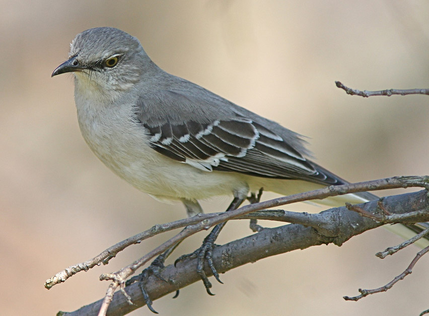 Mississippi state bird mockingbird