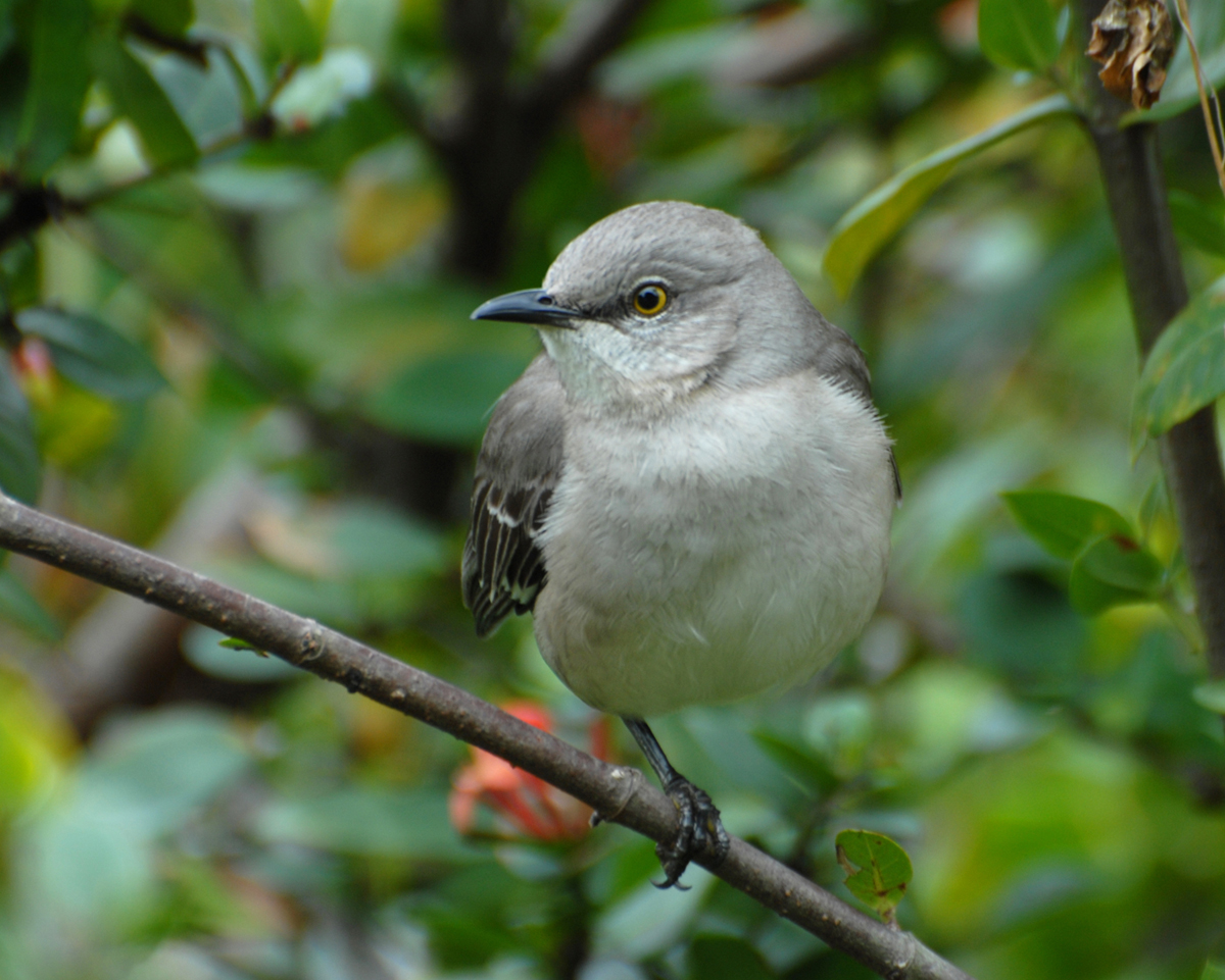 List of birds of mississippi