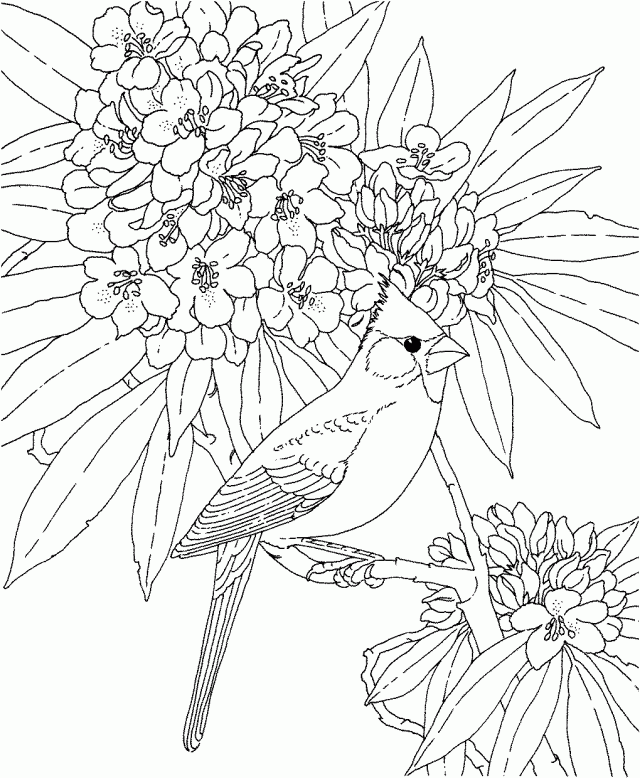 Flower and birds colouring pages