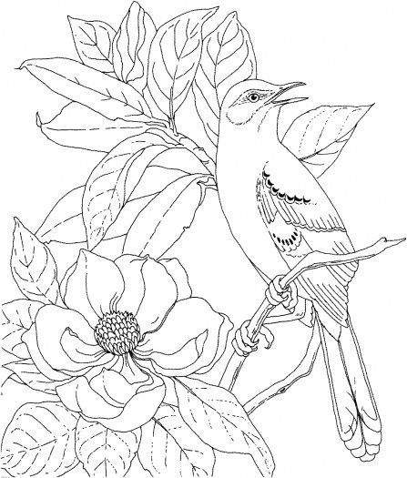 Mockingbird and magnolia mississippi state bird and flower coloring page suâ pagine da colorare per adulti disegni da colorare disegni da colorare con animali