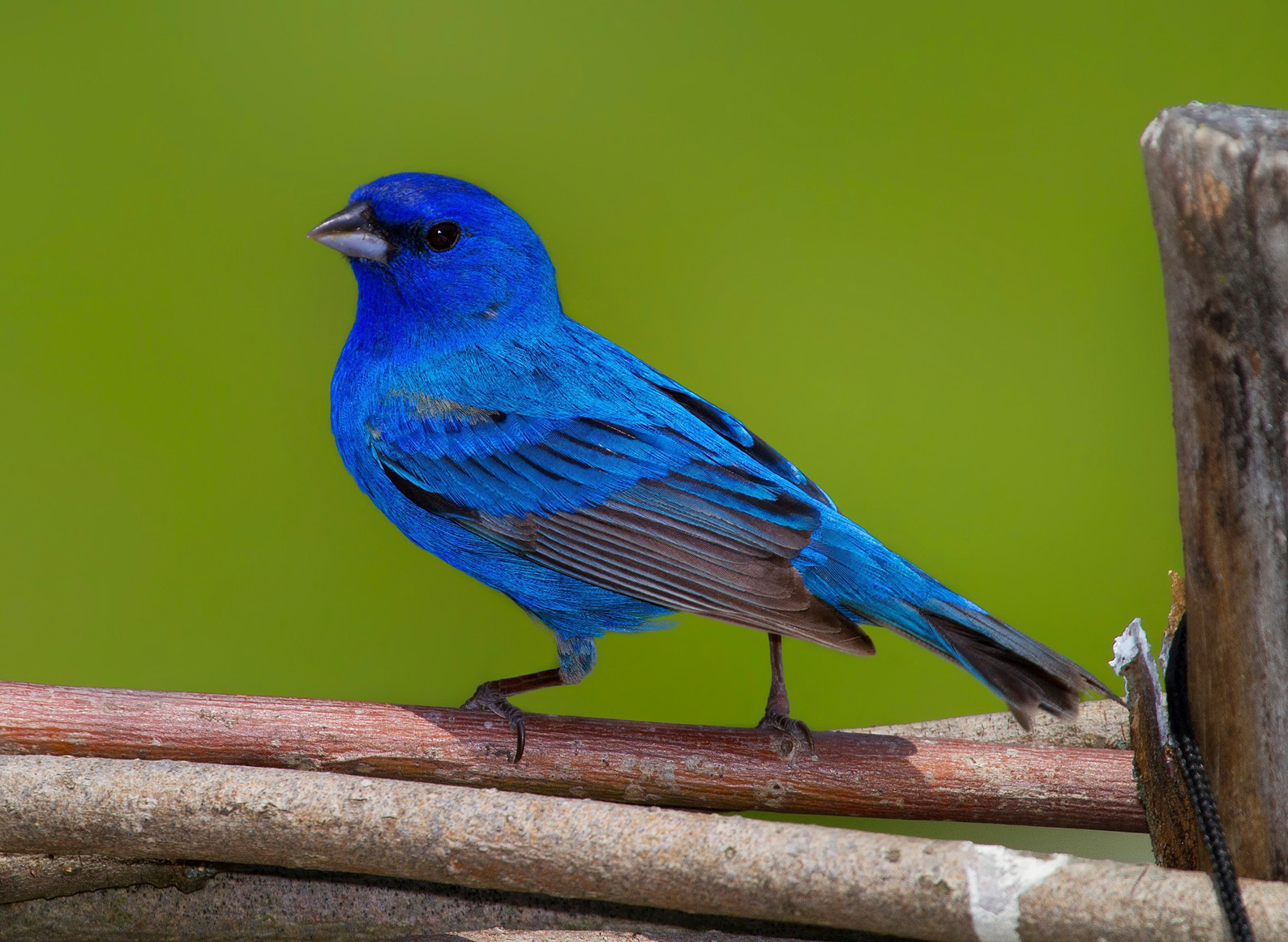 Our top spring migratory birds at tara vicksburg birding