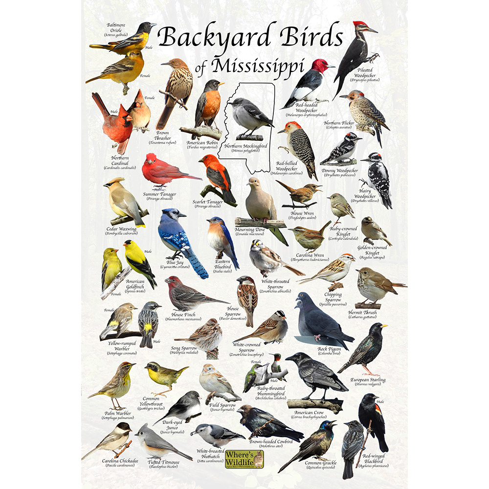 Backyard birds of mississippi bird identification poster