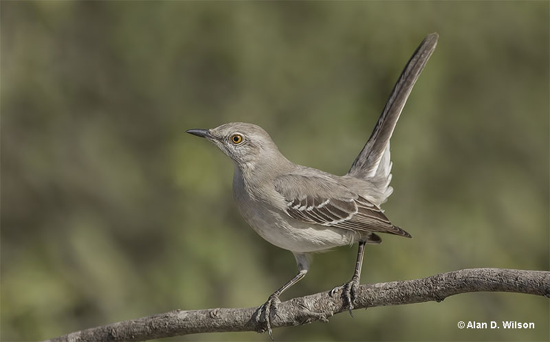 Mississippi state bird northern mockingbird