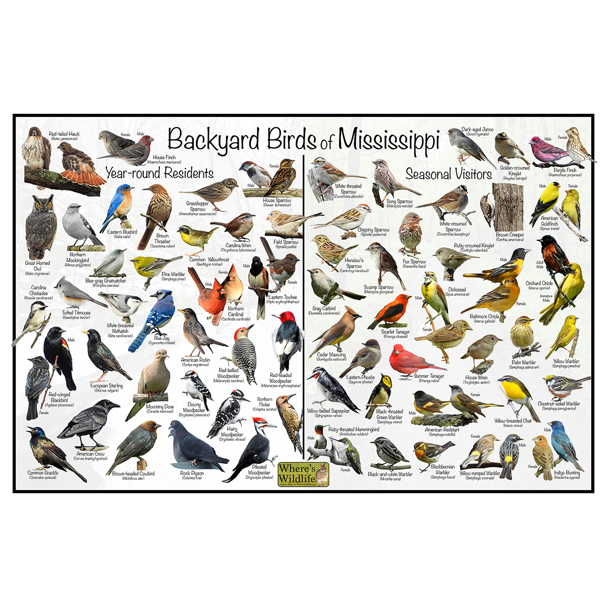 Backyard birds of mississippi bird identification poster divided into year