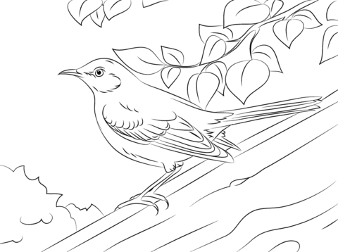 Northern mockingbird coloring page free printable coloring pages