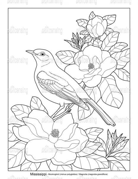 State birds and flowers ms art licensing animal coloring pages bird coloring pages bird drawings