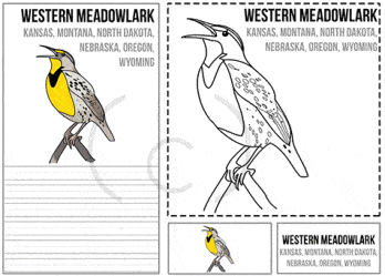 Usa state birds art pack