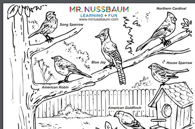 American backyard birds coloring page