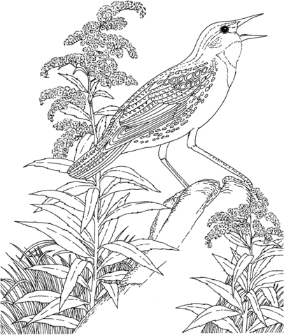 Beautiful meadowlark and goldenrod nebraska state bird and flower coloring page