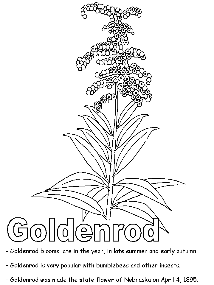 Goldenrod coloring page