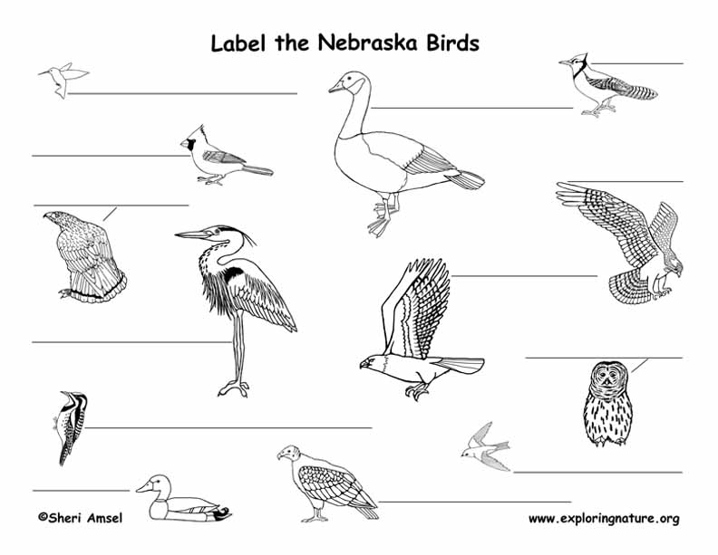 Nebraska habitats mammals birds amphibians reptiles