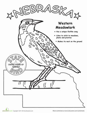 Nebraska state bird worksheet education nebraska state nebraska geography for kids