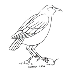 Top free printable bird coloring pages online