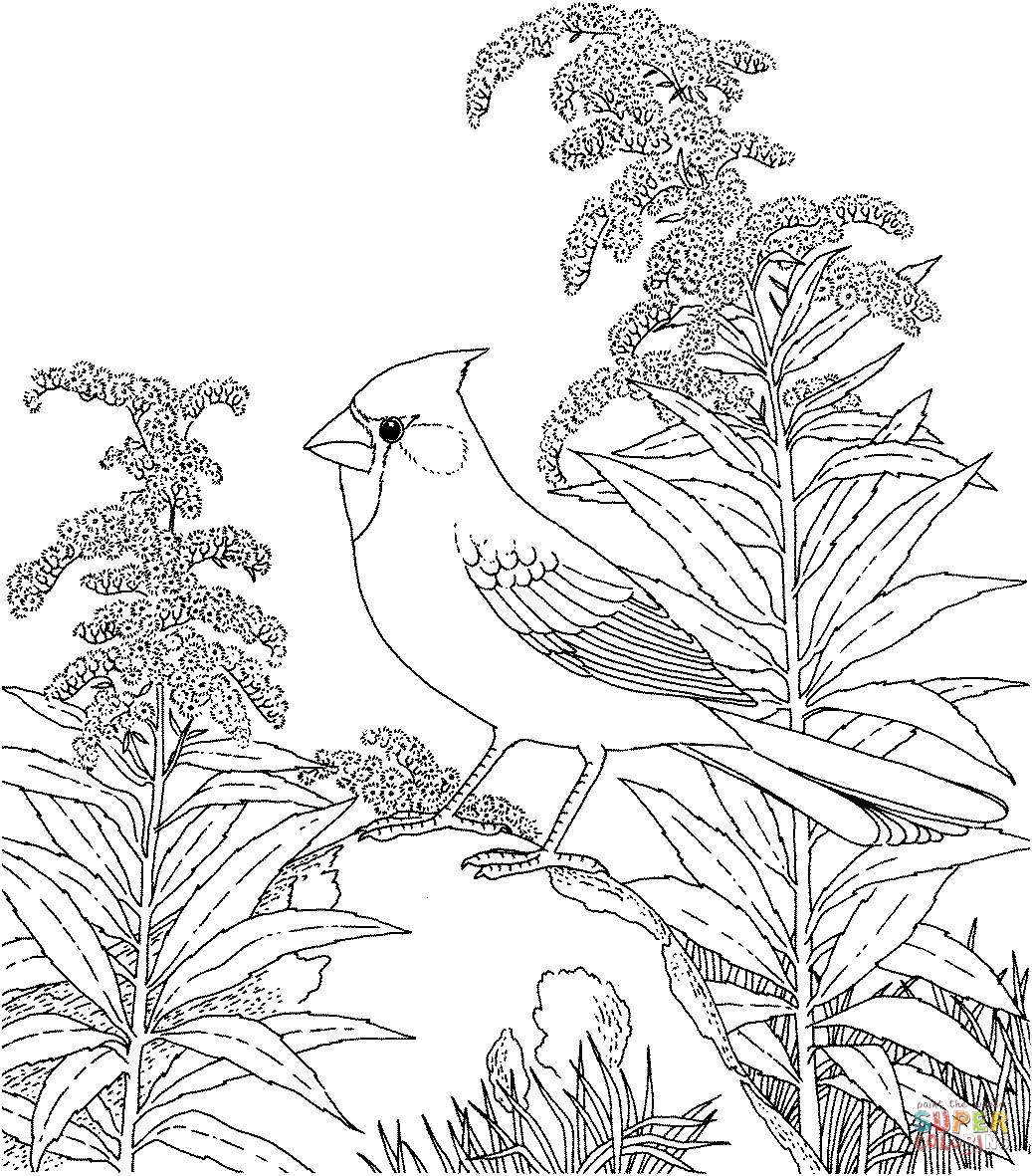 Northern cardinal and goldenrod kentucky bird and flower coloring page free printable coloring pages