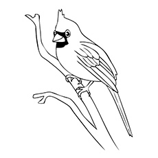 Top free printable bird coloring pages online