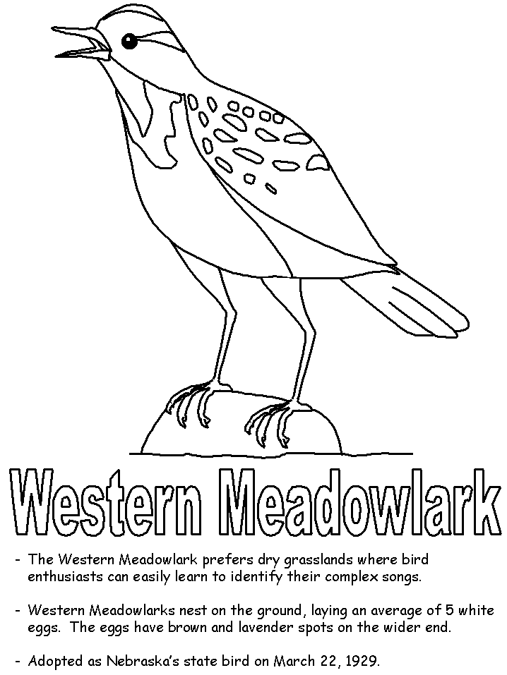 Western meadowlark coloring page