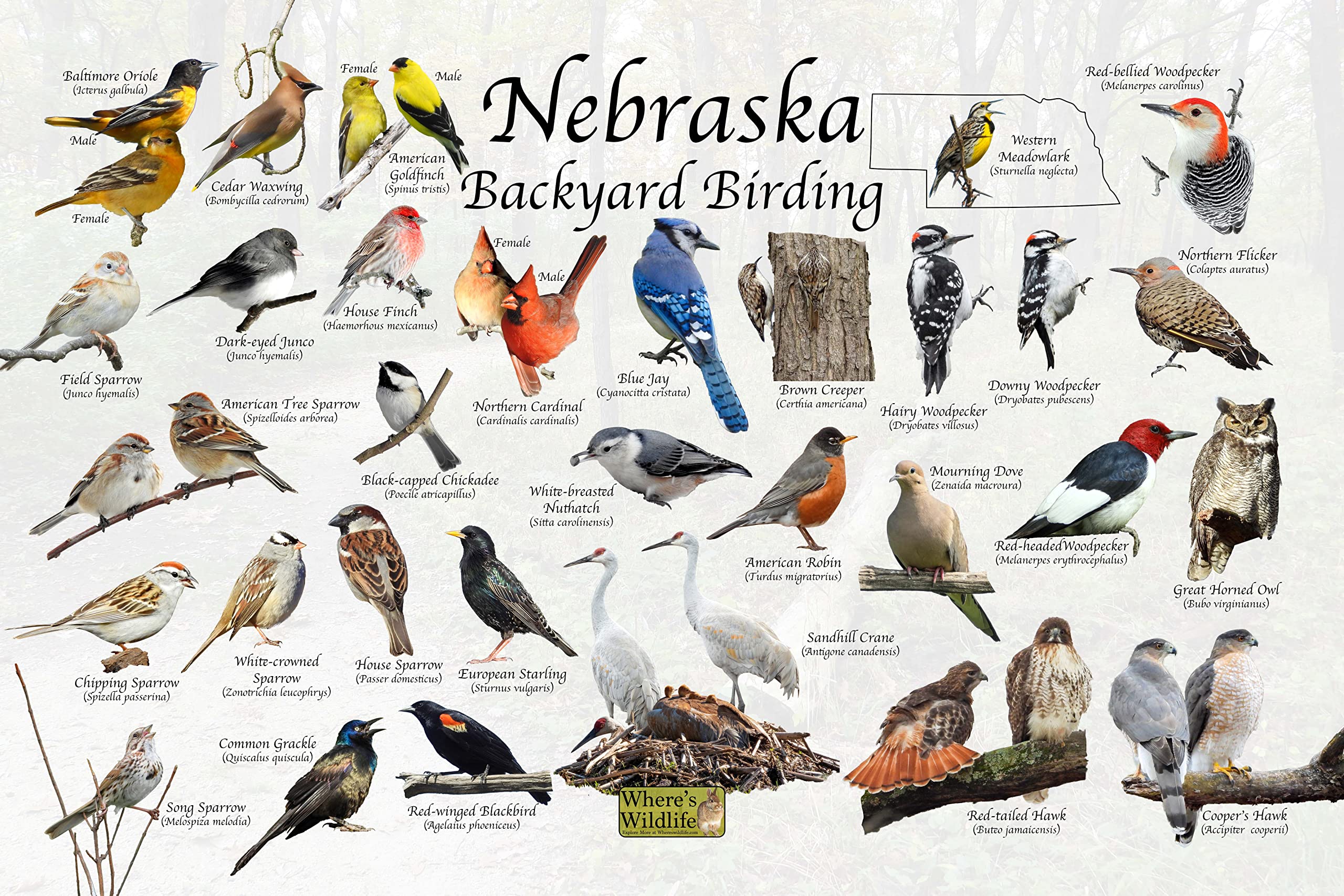 Wheres wildlife backyard birds of nebraska poster print bird identification field guide to mon state birds providing picture idhorizontal nature poster x posters prints