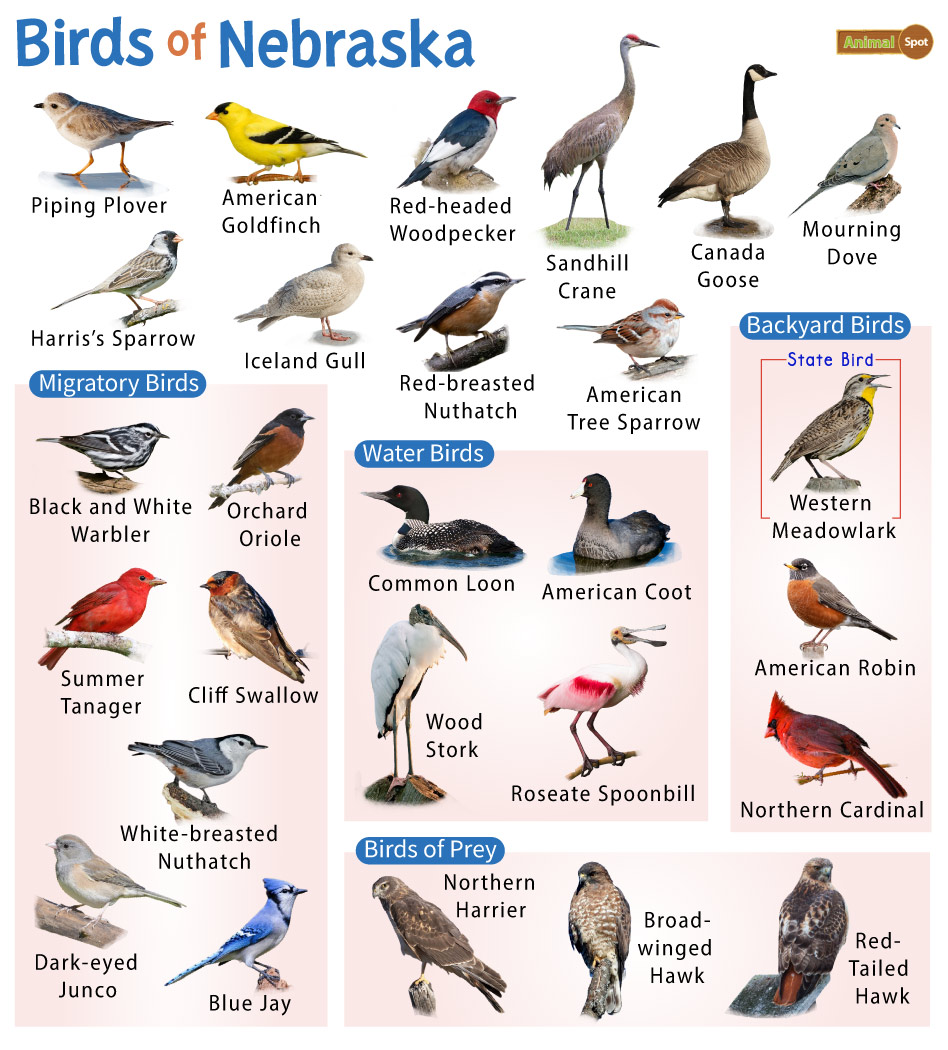 List of common birds found in nebraskaâ facts with pictures