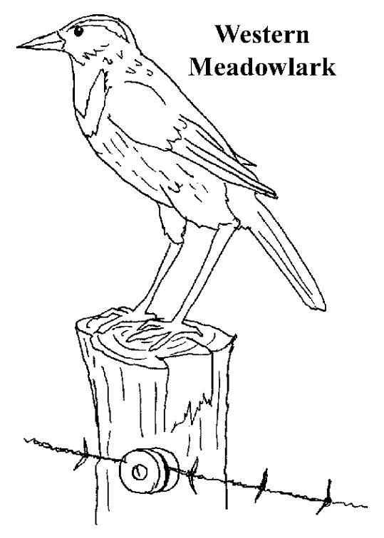 Print and color montana state bird tree coloring page coloring pages bird coloring pages