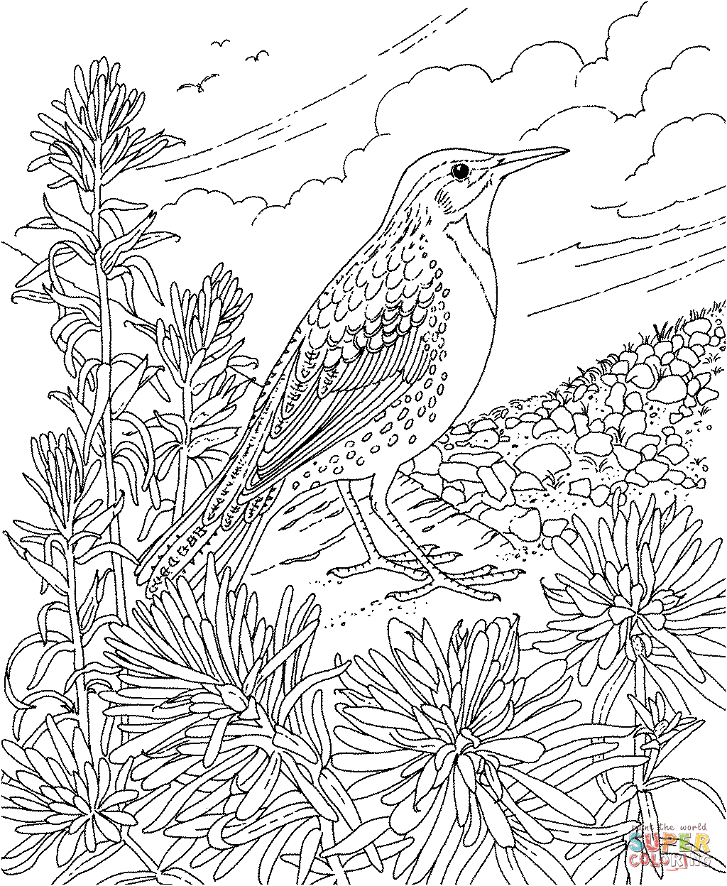 Meadowlark and indian paintbrush wyoming state bird and flower coloring page free printable coloring pages