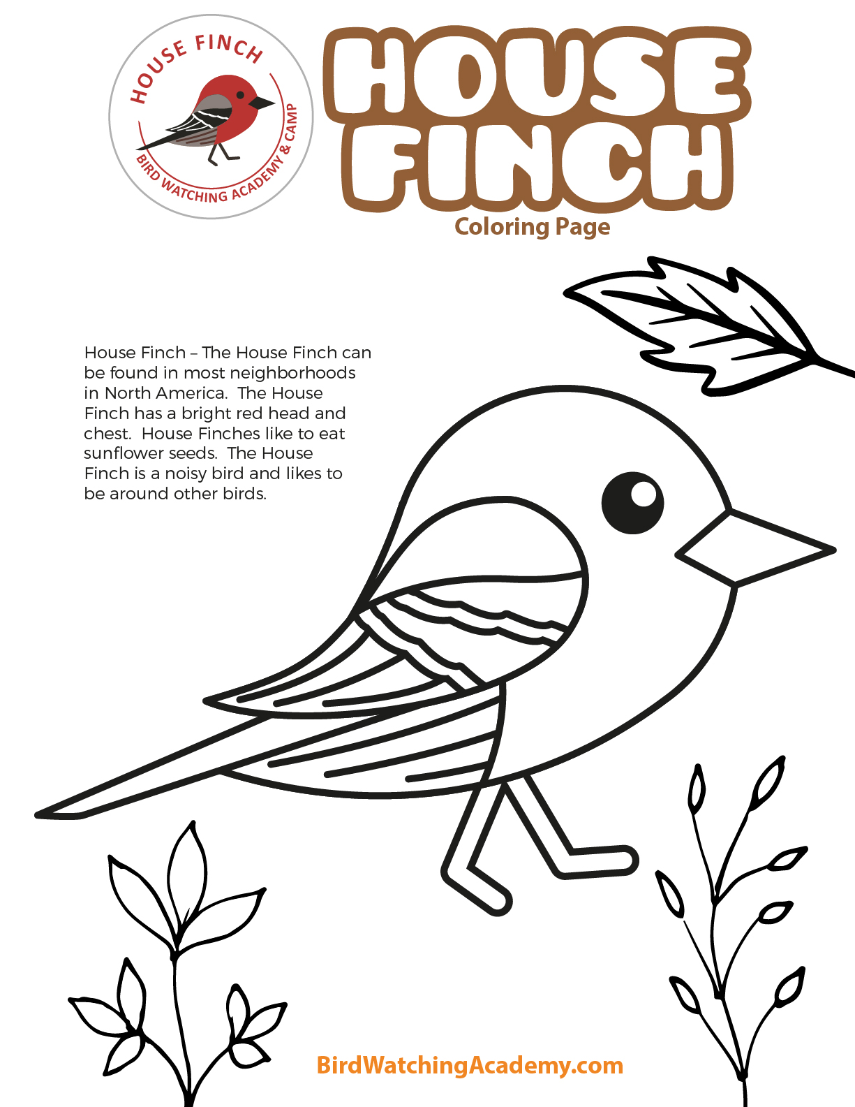 House finch coloring page