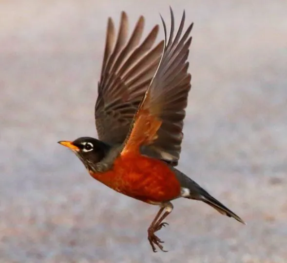 Most mon backyard birds of nebraska with pictures