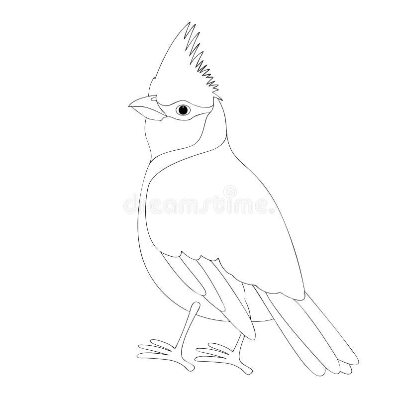 State bird stock illustrations â state bird stock illustrations vectors clipart