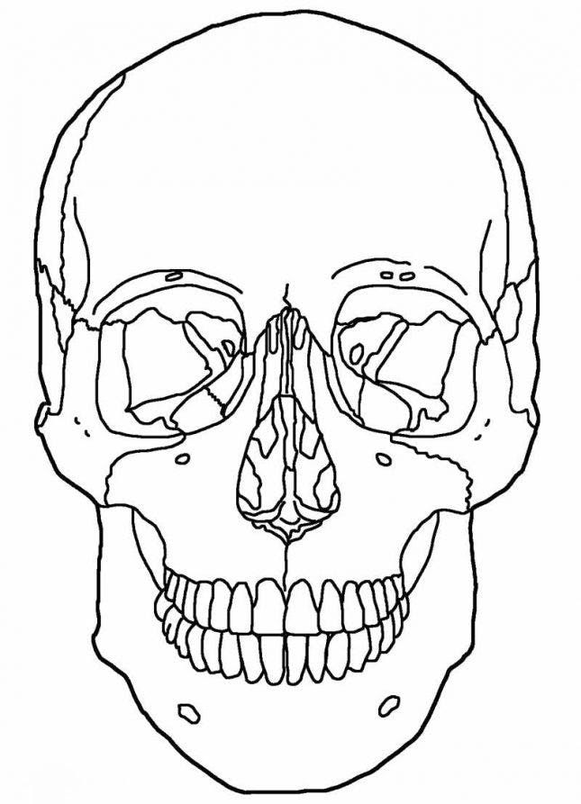 Halloween coloring page printables to keep kids and adults busy skull coloring pages anatomy coloring book skull anatomy