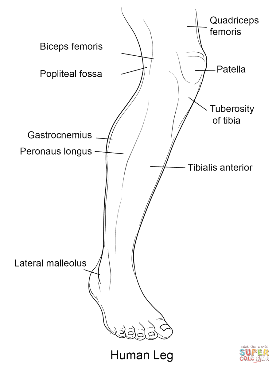 Human leg front view coloring page free printable coloring pages