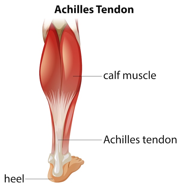 Leg anatomy vectors illustrations for free download