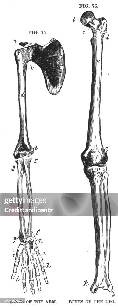 Grabado de los huesos del brazo y los huesos de la pierna ilustraciãn de stock