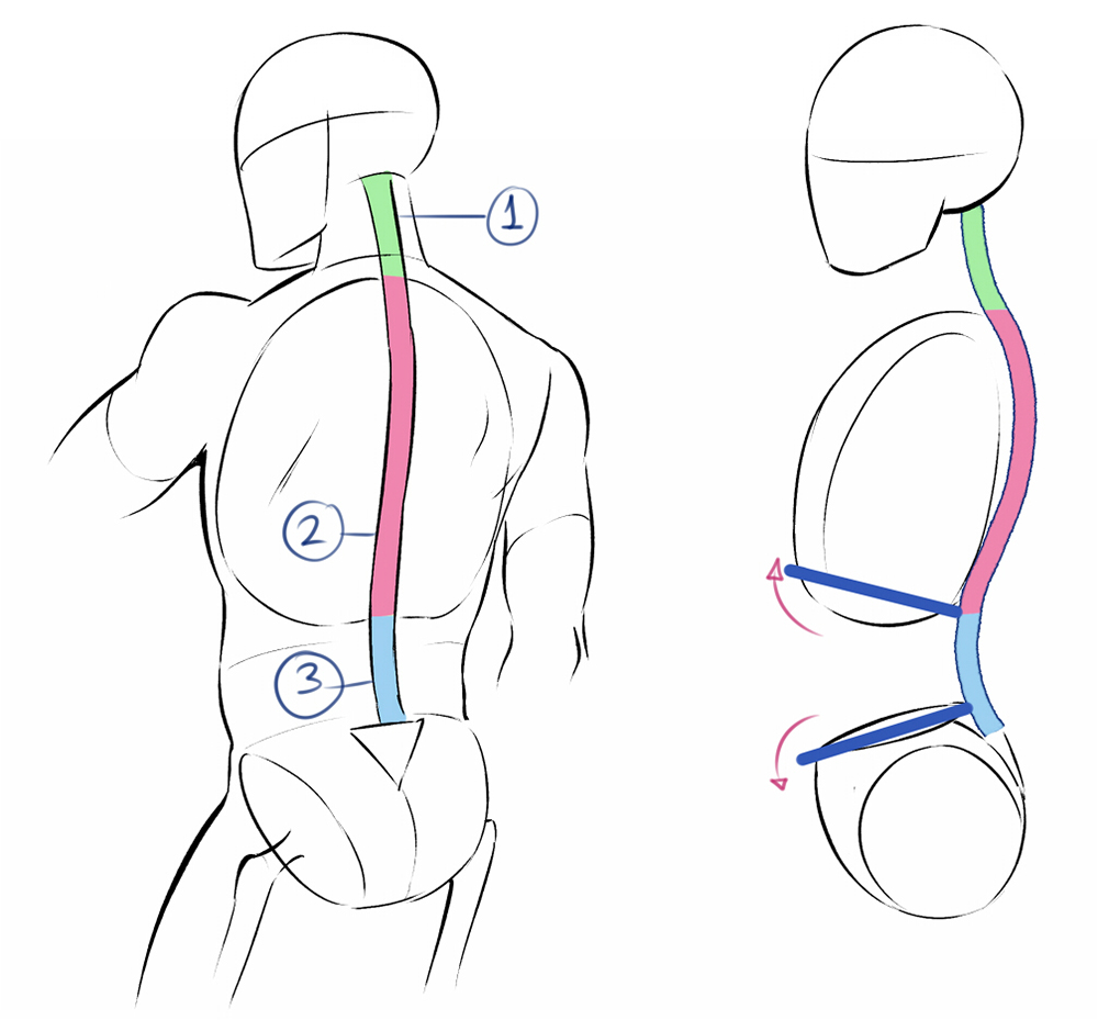 Cãmo dibujar la anatomãa humana art rocket