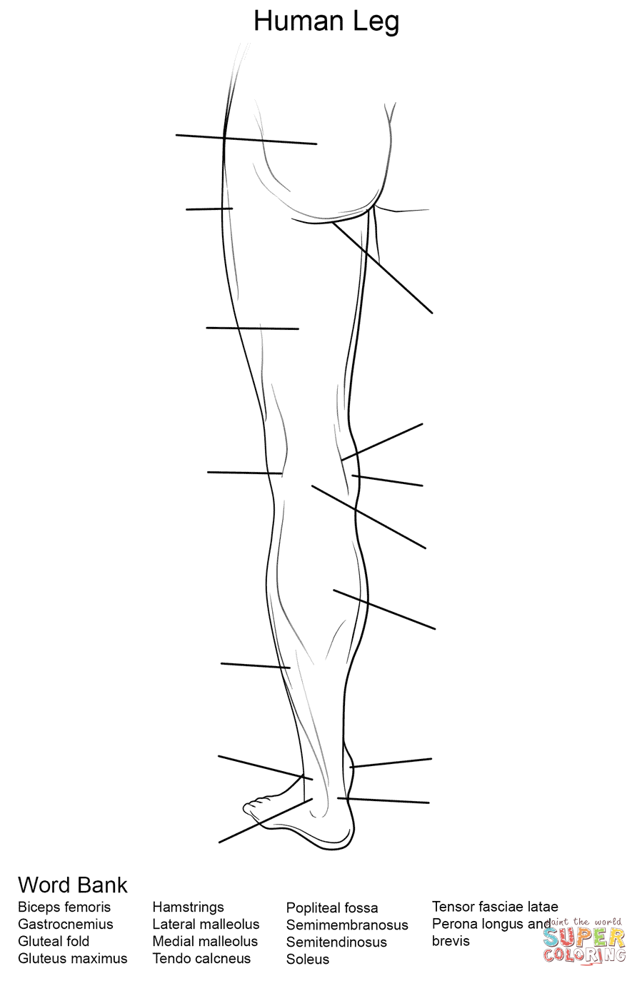 Human leg worksheet coloring page free printable coloring pages