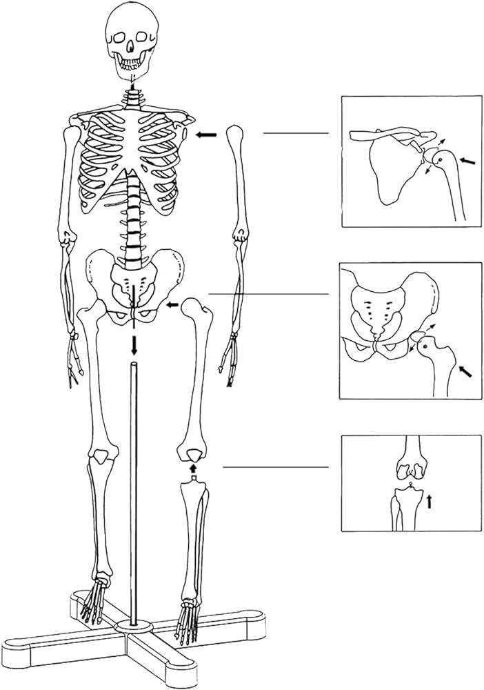 Modelo educativo modelo de anatomãa de queleto humano de cm con soporte de metal maniquã de anatomãa de tamaão medio modelo de queleto humano con brazos y piernas articulados anato