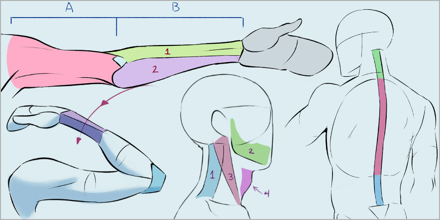 Cãmo dibujar la anatomãa humana art rocket