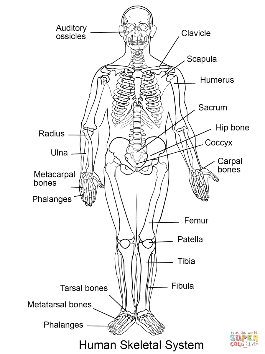 Human skeletal system coloring page free printable coloring pages