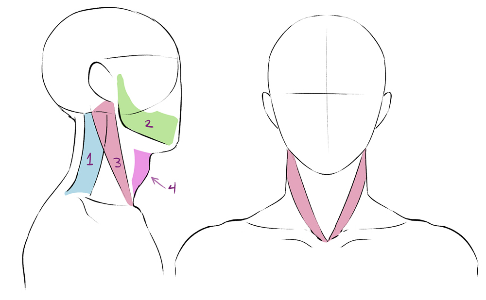 Cãmo dibujar la anatomãa humana art rocket