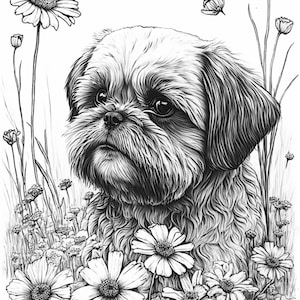 Buy shih tzu coloring online in india