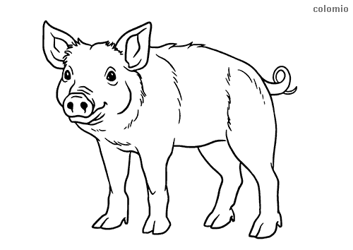 Pigs coloring pages free printable pig coloring sheets