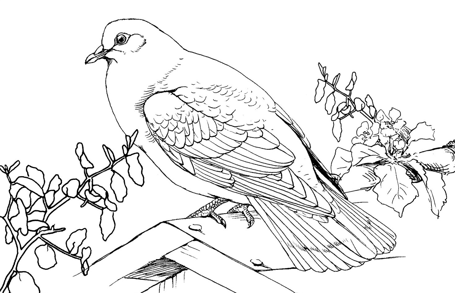 Free printable pigeon coloring pages for kids