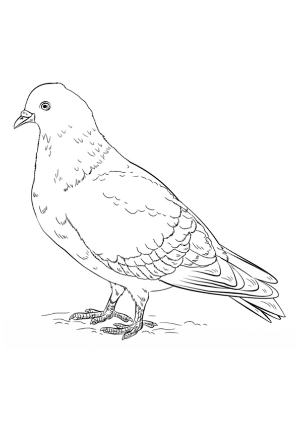 Coloring pages printable pigeon coloring pages