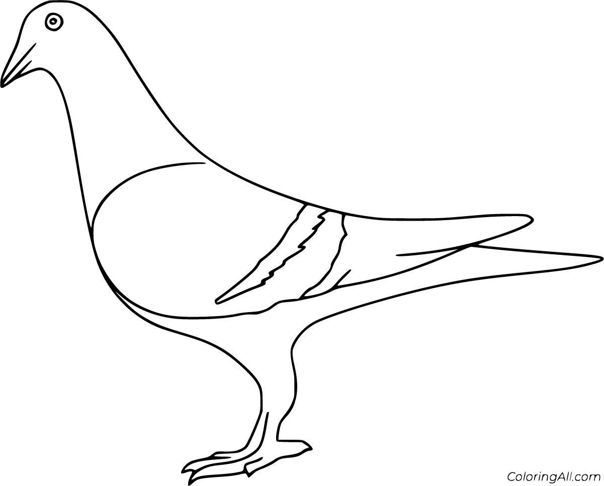 Pigeon coloring pages