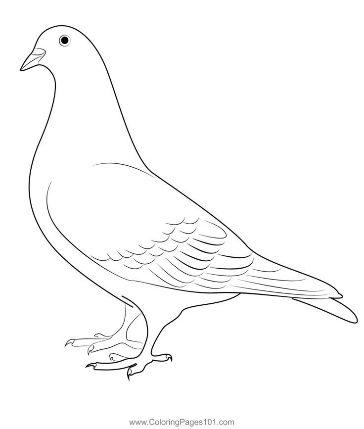 Pigeon coloring page cute pigeon elephant images animation art character design