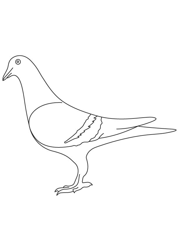 Pigeon coloring sheet download free pigeon coloring sheet for kids best coloring pages