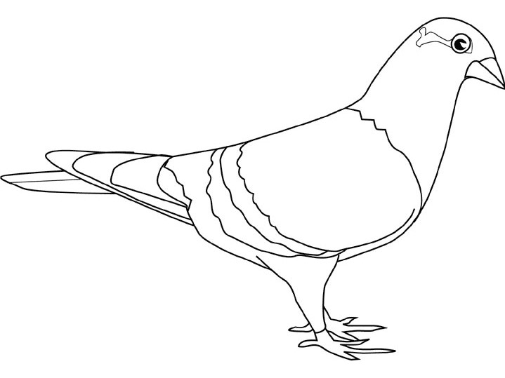 Pigeon