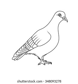 Coloring book pigeon stock vector royalty free