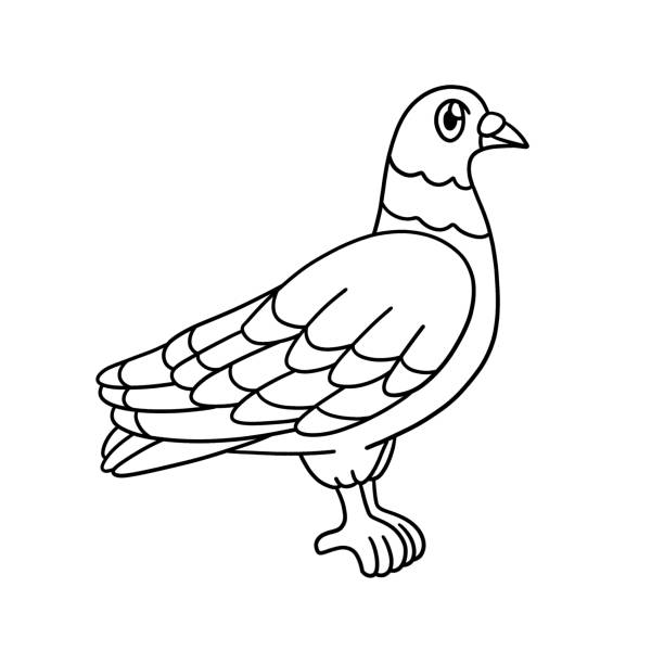 Pigeon coloring page isolated for kids stock illustration