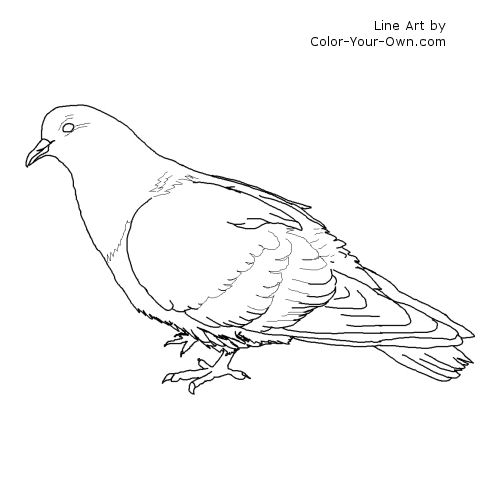 Bird pigeon coloring page