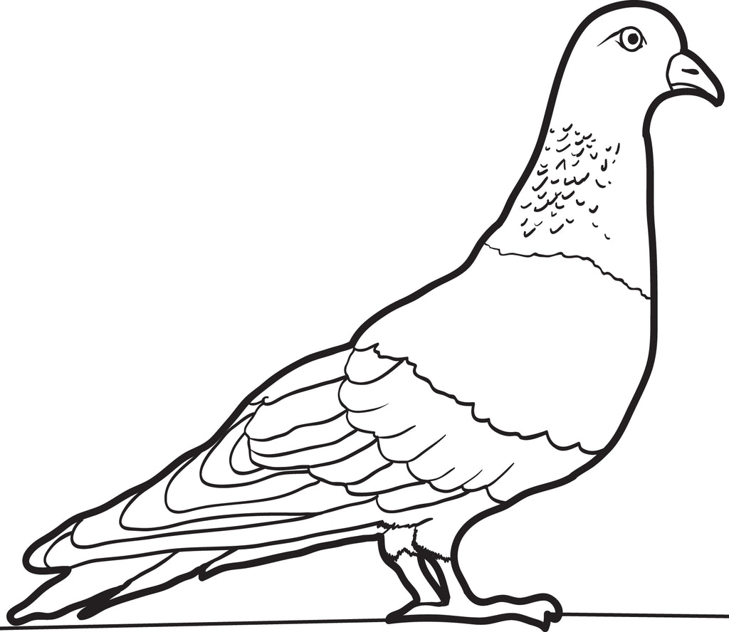 Printable pigeon coloring page for kids â